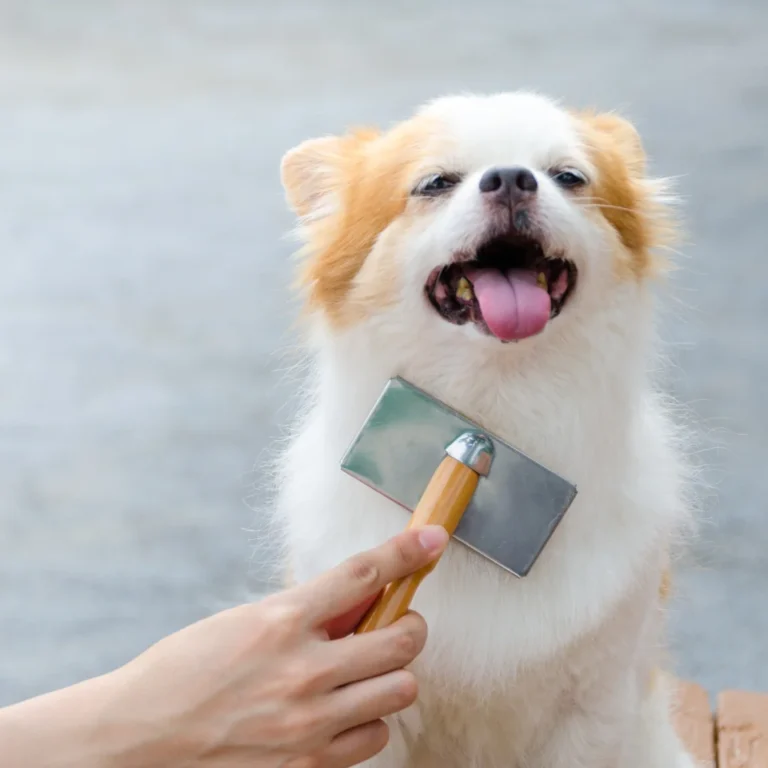 A fluffy dog happily panting while being brushed with a grooming tool.