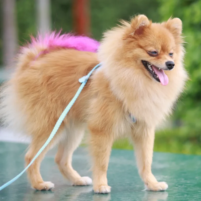 A fluffy Pomeranian on a leash with pink-dyed fur on its back.