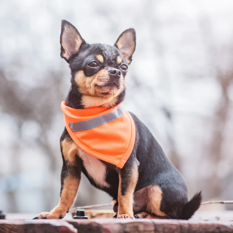 A small Chihuahua wearing an orange reflective bandana sitting outdoors.