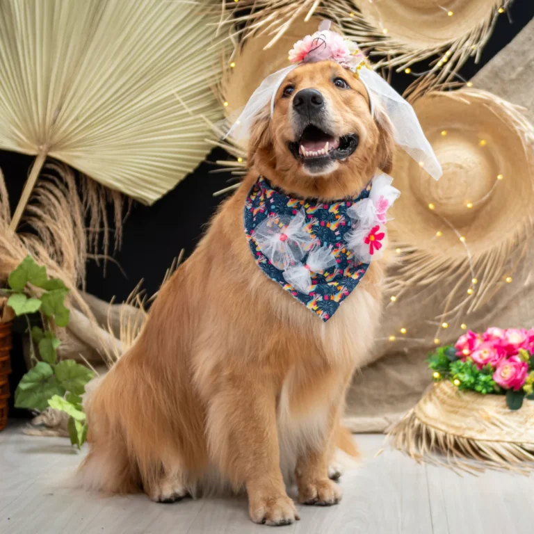 A golden retriever wearing a floral bandana and decorative headpiece posing indoors.