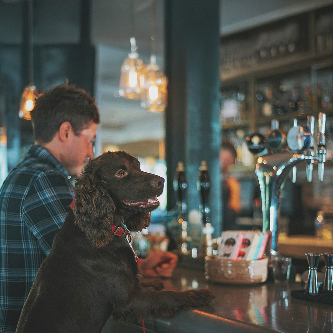 Group of dogs at an event